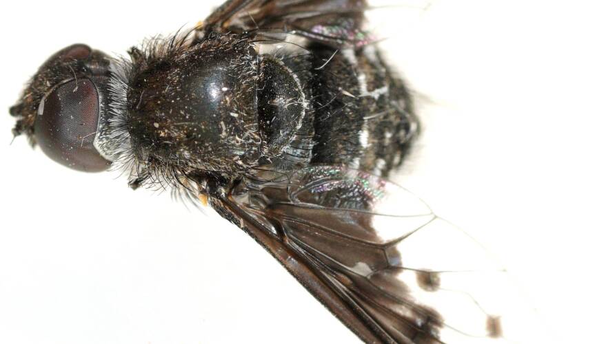 3 Spotted Black Bee Fly (Anthrax incomptus)