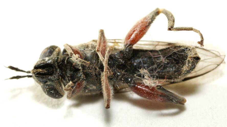 Long-antennae Hover Fly (Chalcosyrphus elongatus)