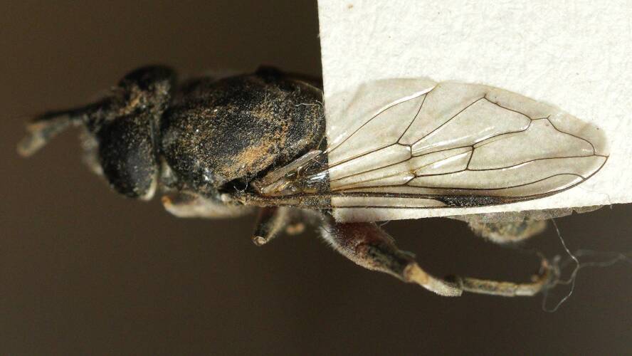 Long-antennae Hover Fly (Chalcosyrphus elongatus)