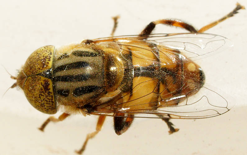 Native Drone Fly (Eristalinus punctulatus)