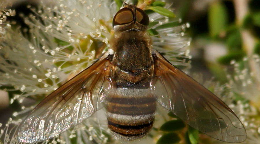Brown-winged Striped Bee Fly (Villini sp ES02)