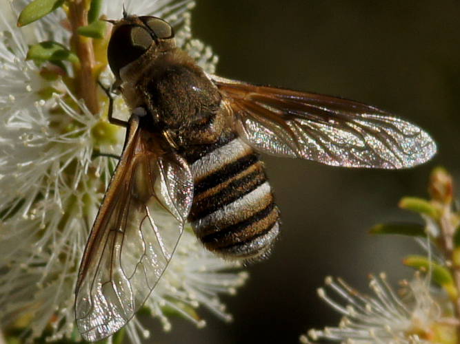 Brown-winged Striped Bee Fly (Villini sp ES02)