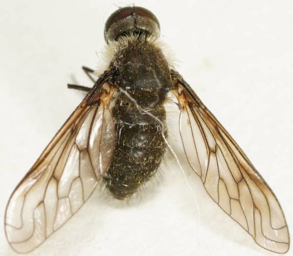 Small Black Bee Fly (Lomatiinae sp ES02)