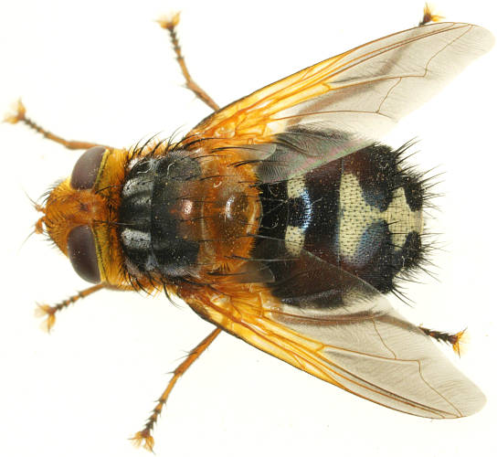 Golden Bristle Fly (Microtropesa sinuata)