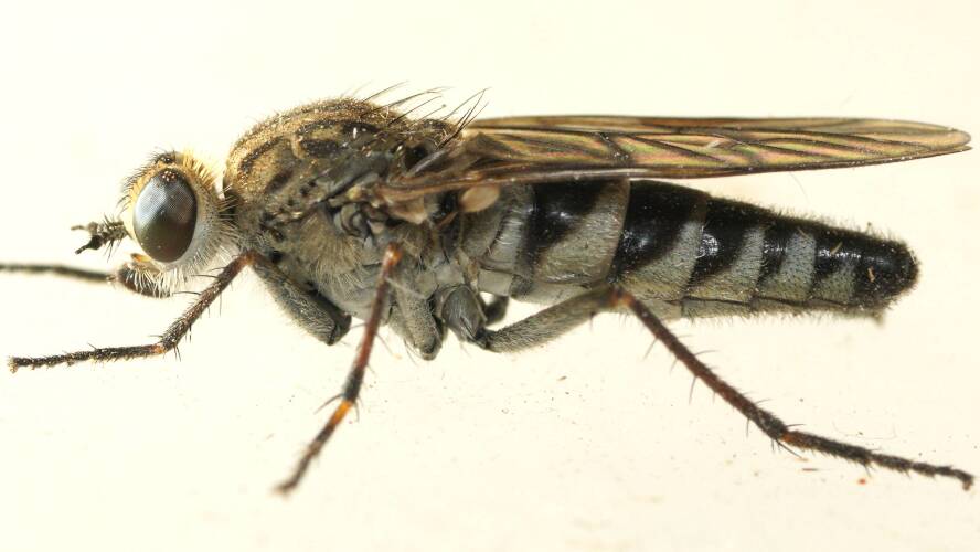 Snowy Stiletto Fly (Anabarhynchus niveus)
