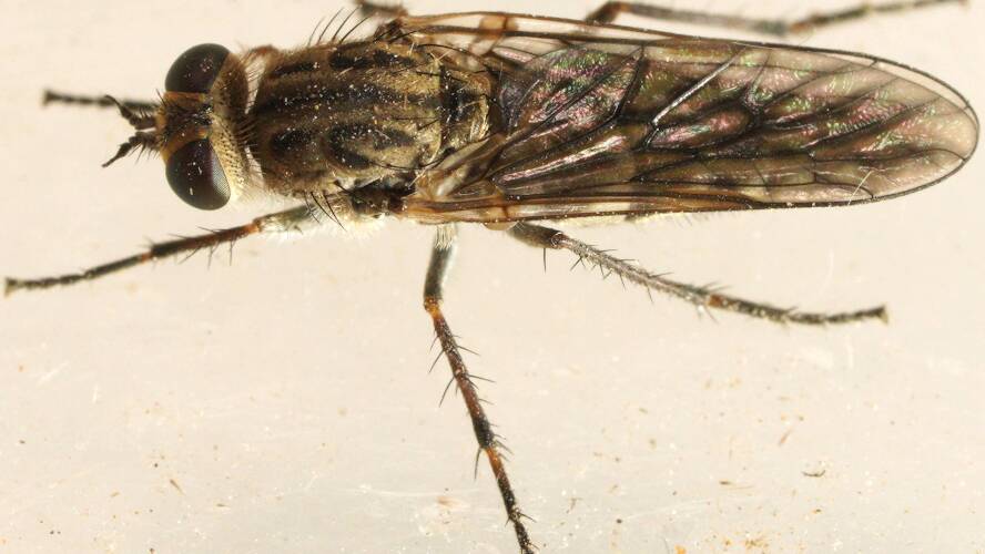 Snowy Stiletto Fly (Anabarhynchus niveus)