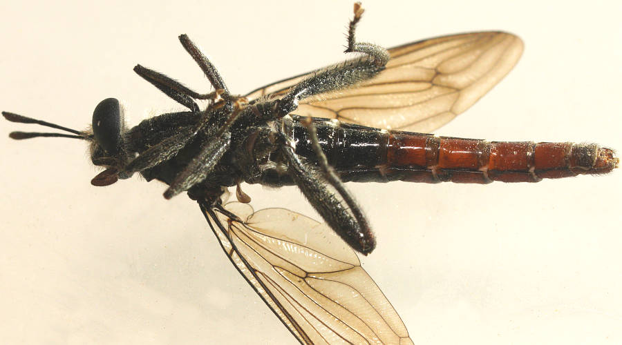 Red-tailed Mydas Fly (Miltinus sp ES01)
