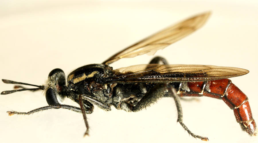 Red-tailed Mydas Fly (Miltinus sp ES01)