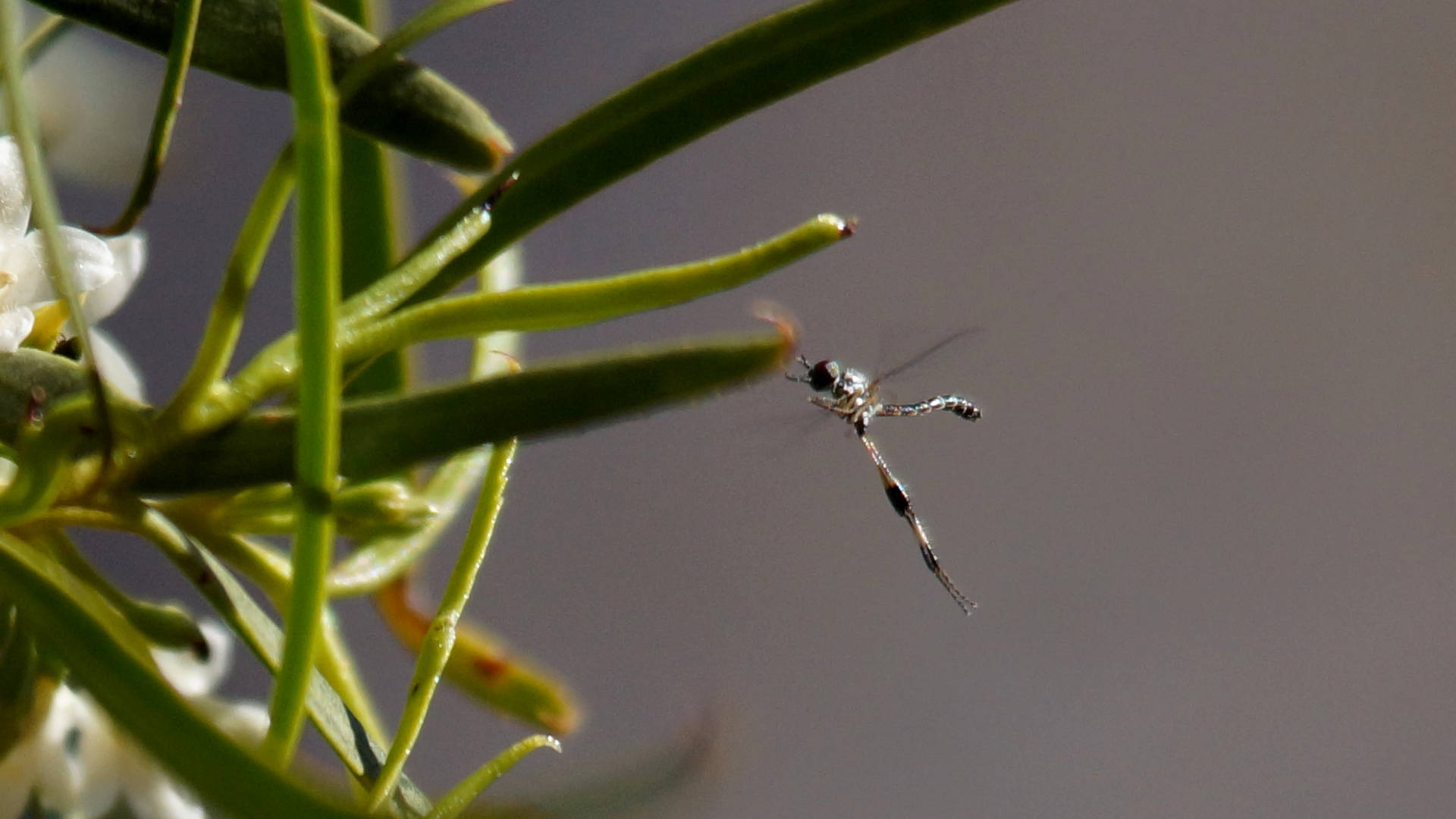 Petite Bee Fly (Zaclava sp)
