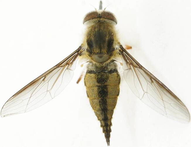 Tangle-veined Fly (Trichophthalma sp)
