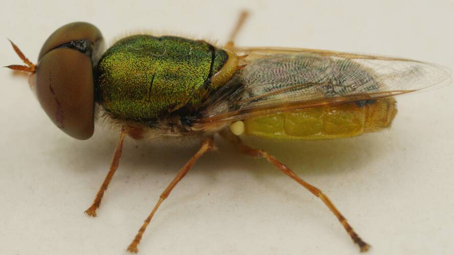 Green Soldier Fly (Odontomyia decipiens)