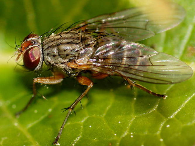 Bush Fly (Pygophora sp)