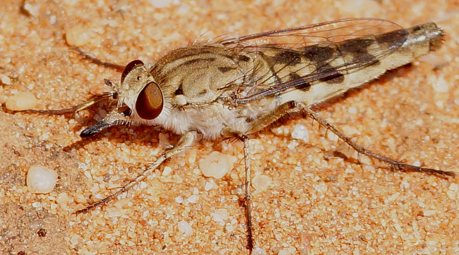Brown Flower-loving Fly (Apiocera sp ES02)