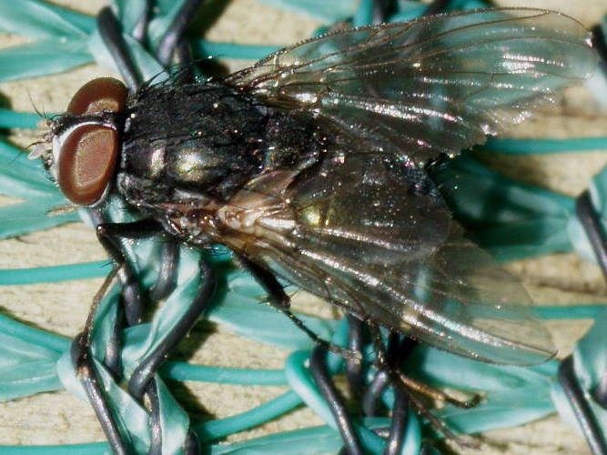 Helina Fly (Helina cf tasmaniensis)