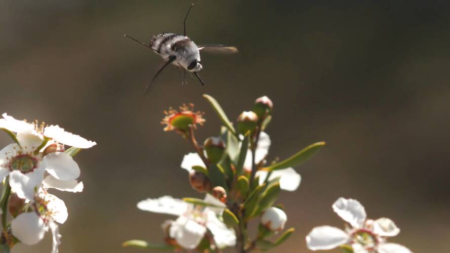 Black & White Striped Bee Fly (Meomyia sericans)
