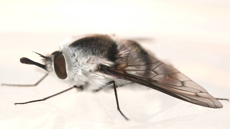 Black & White Striped Bee Fly (Meomyia sericans)