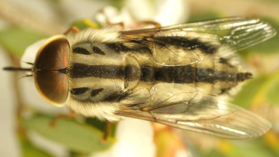 Double Striped Tangle-veined Fly (Trichophthalma bivittata)