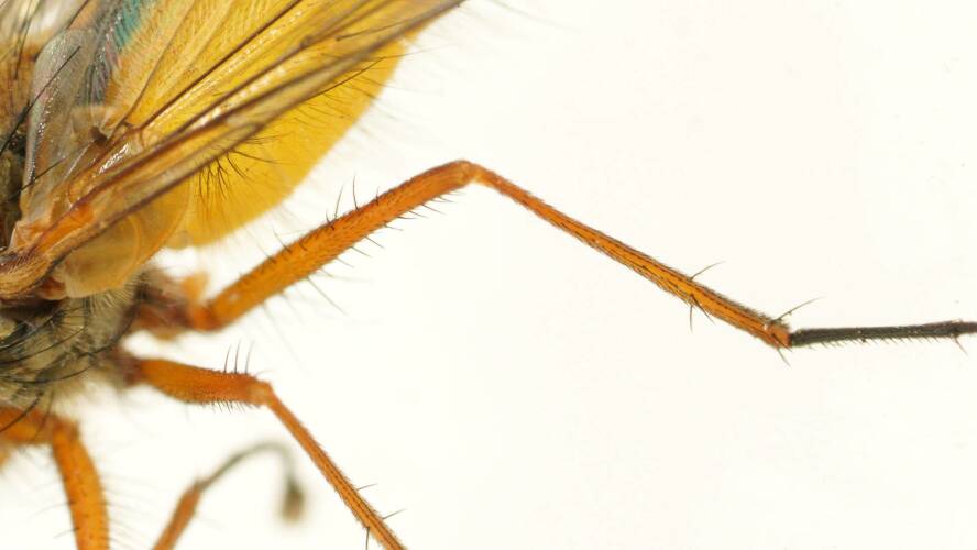 Black-striped Yellow Sand Fly (Leskiini sp ES01)