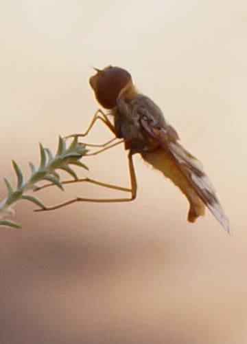 Rare Bee Fly (Munjua cf paralutea)