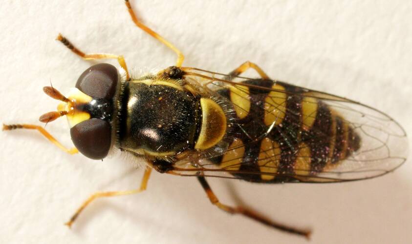 Yellow-shouldered Stout Hover Fly (Simosyrphus grandicornis)