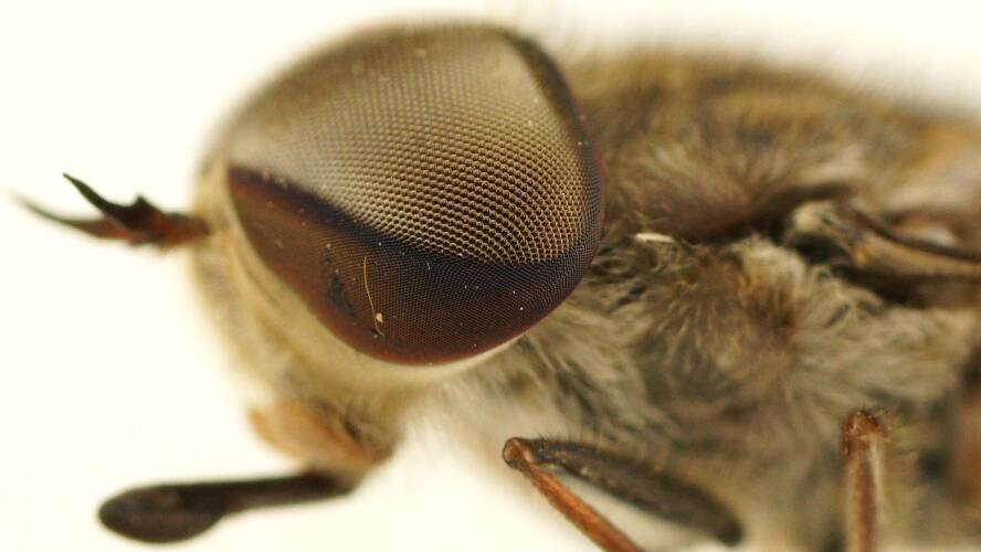 Round March Fly (Dasybasis circumdata)
