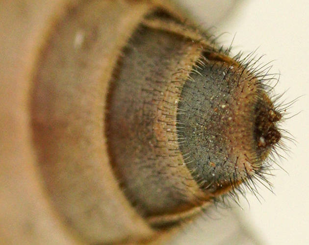 Round March Fly (Dasybasis circumdata)