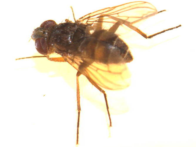 Mottled Brown Tachinid Fly (Peribaea sp)
