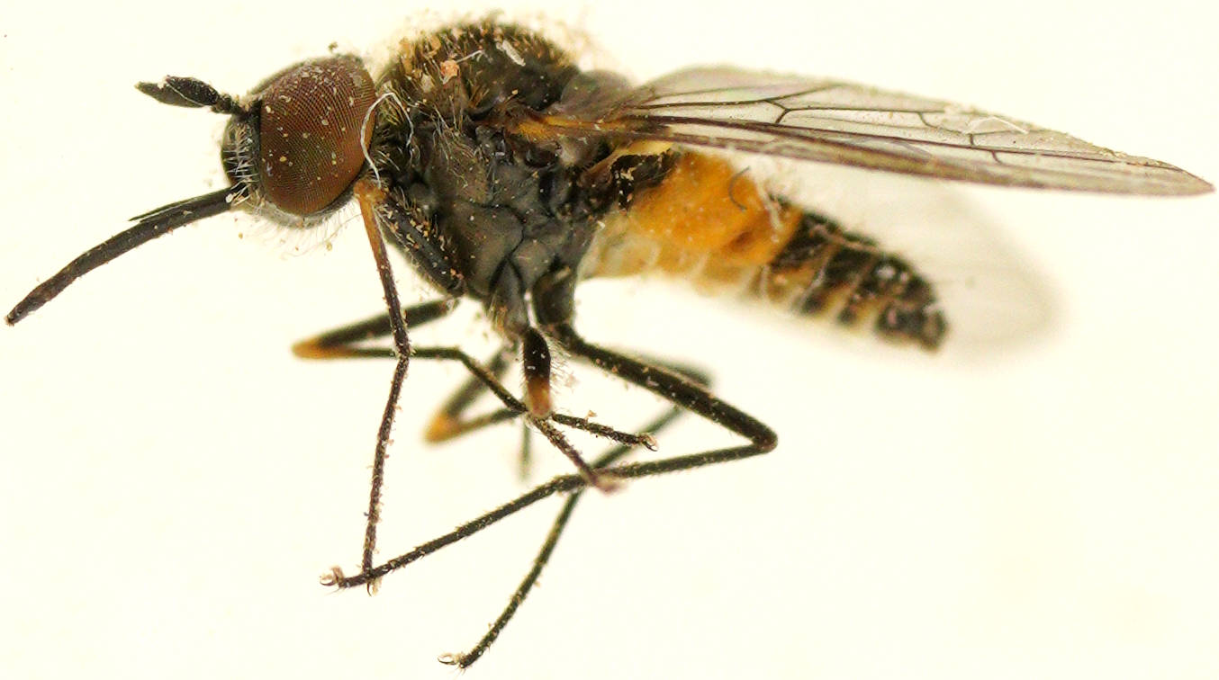 Orange-striped Bee Fly (Australiphthiria sp ES02)