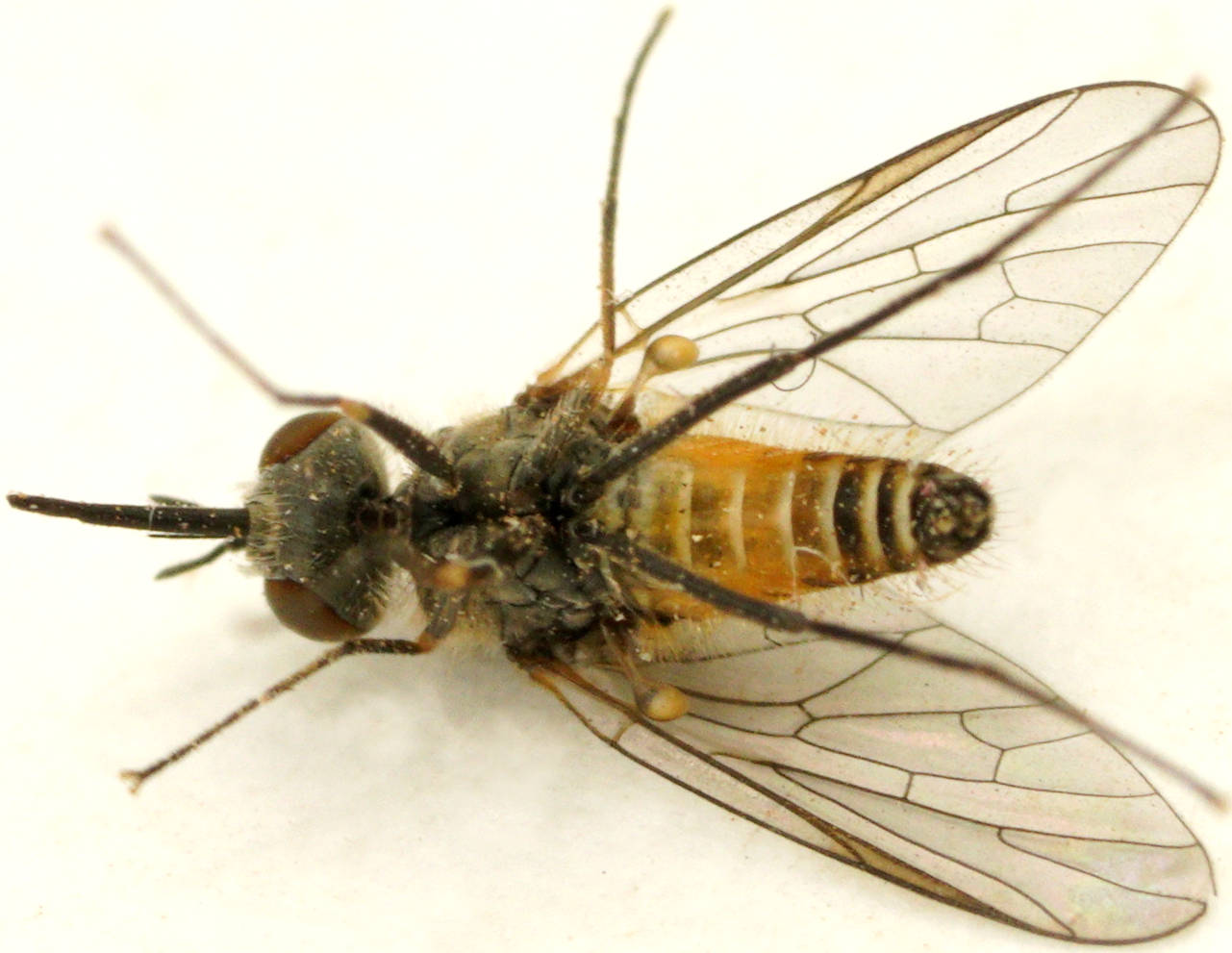 Orange-striped Bee Fly (Australiphthiria sp ES02)