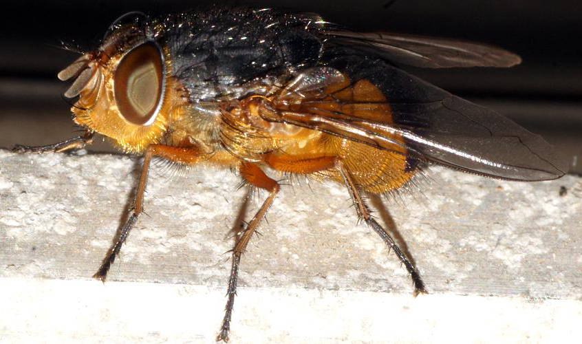 Lesser Brown Blowfly (Calliphora dubia)