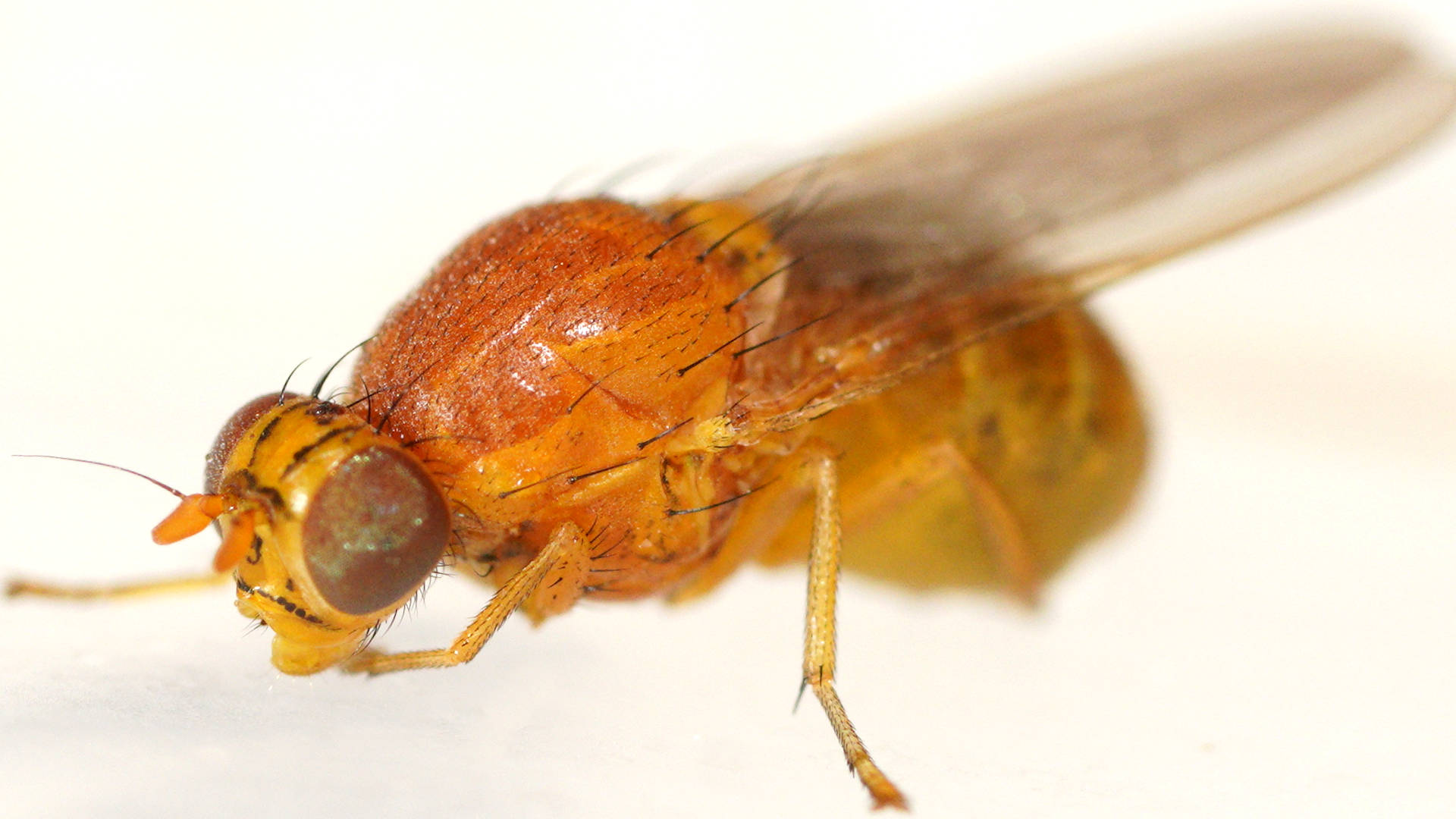 Painted Lauxaniid Fly (Sapromyza cf sp ES03)