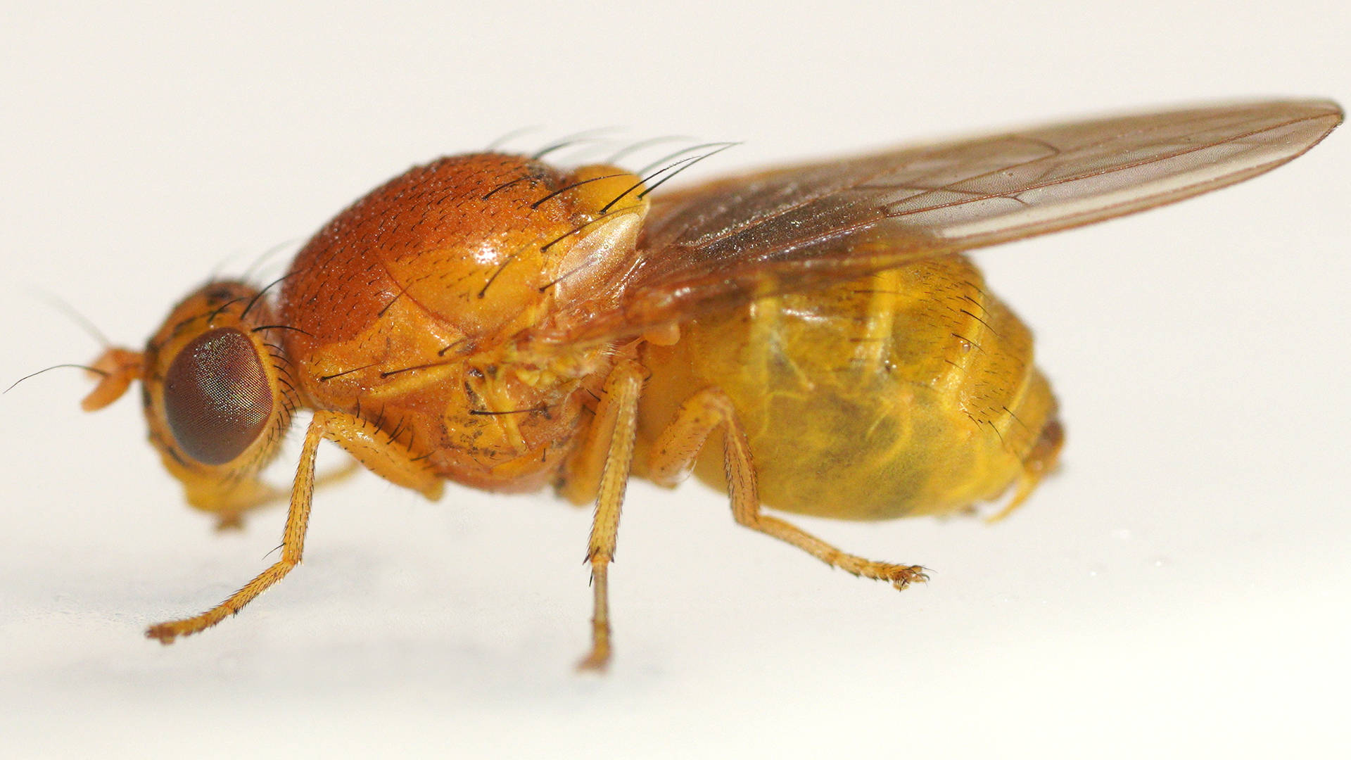 Painted Lauxaniid Fly (Sapromyza cf sp ES03)