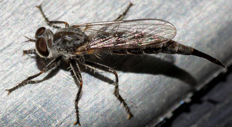 Black Slender Robber Fly (Cerdistus sp ES02)