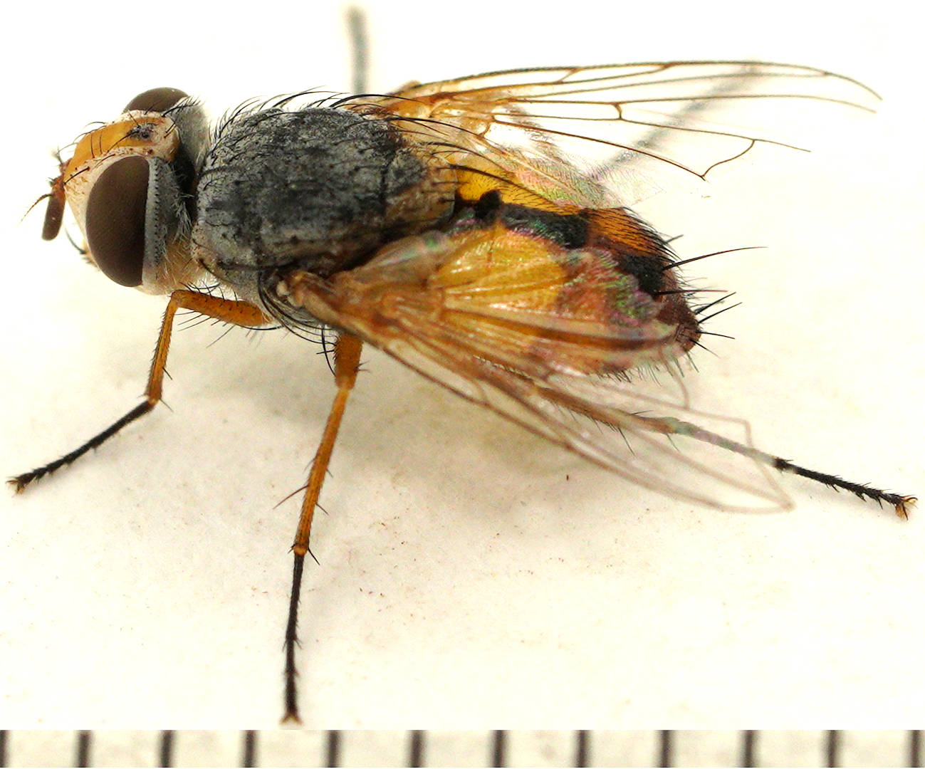Black-striped Yellow Sand Fly (Leskiini sp ES01)