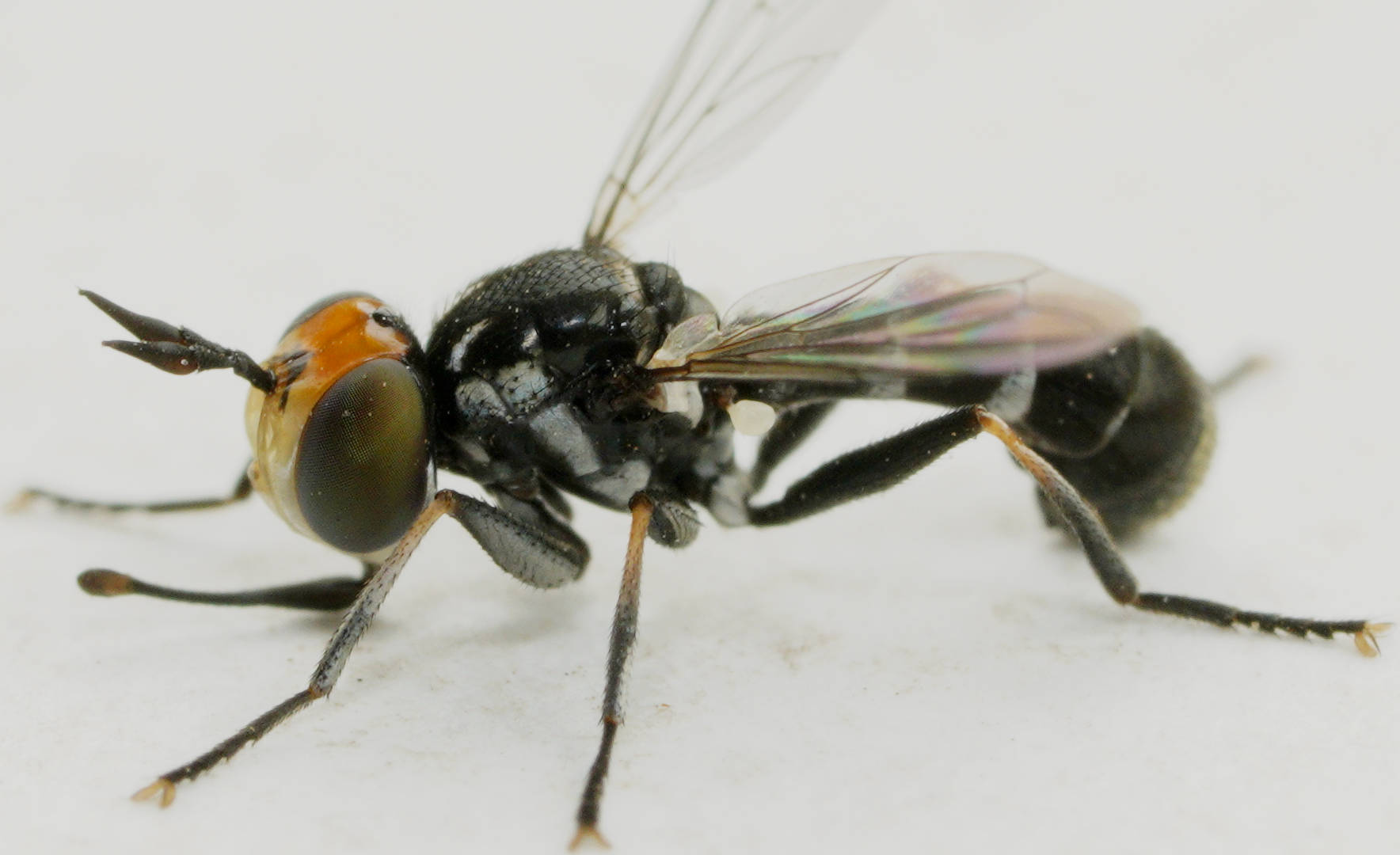 Orange-faced Thick-headed Fly (Microconops sp)