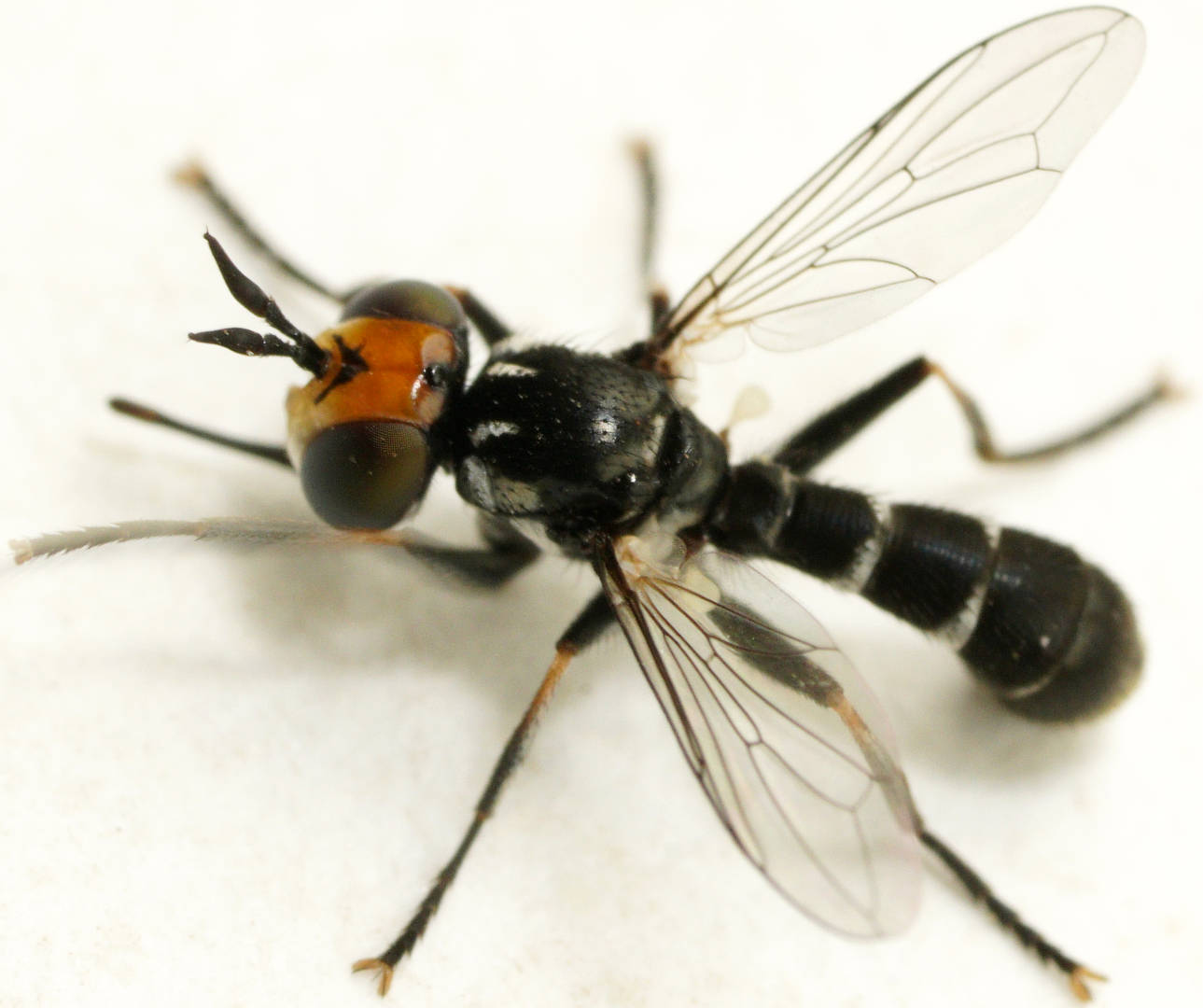 Orange-faced Thick-headed Fly (Microconops sp)