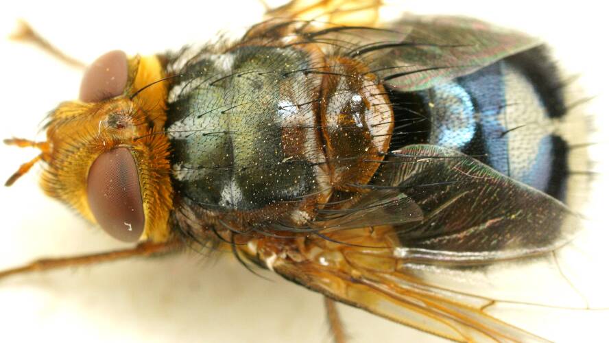 Blue & White Bristle Fly (Microtropesa latigena)