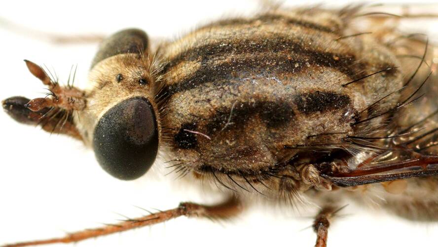 Short-tongued Flower-loving Fly (Apiocera sp ES04)