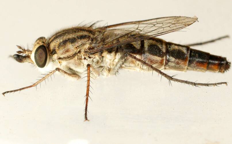 Short-tongued Flower-loving Fly (Apiocera sp ES04)