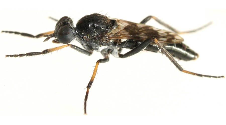 White-banded Stiletto Fly (Acraspisa sp)