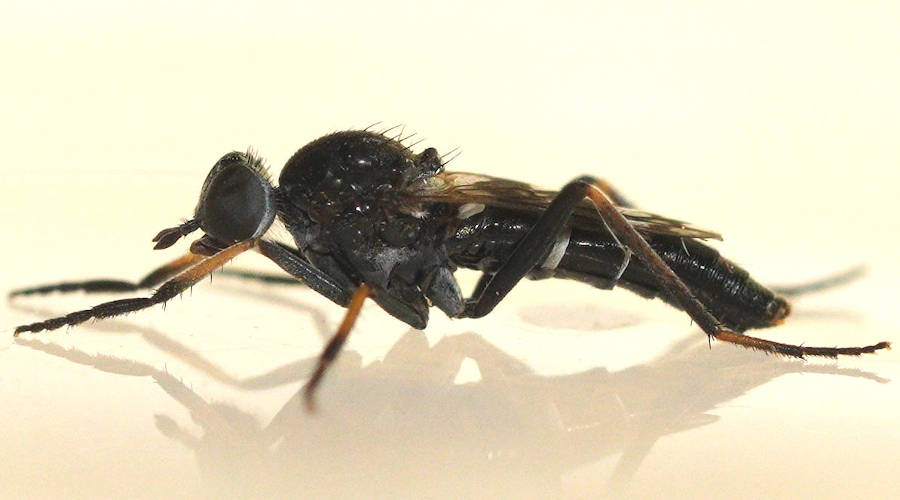 White-banded Stiletto Fly (Acraspisa sp)