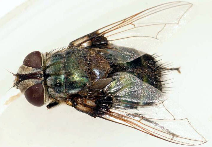 Blue Bristle Fly (Rutilia sp ES02)