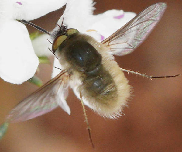 Hairy-faced Bee Fly (Choristus sp)