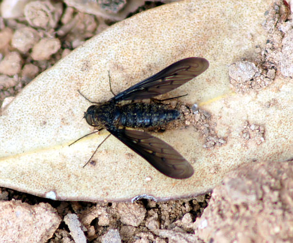 Black Bee Fly (Bombyliidae sp ES01)