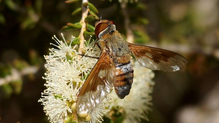 Large Banded Bee Fly (Ligyra cingulata)