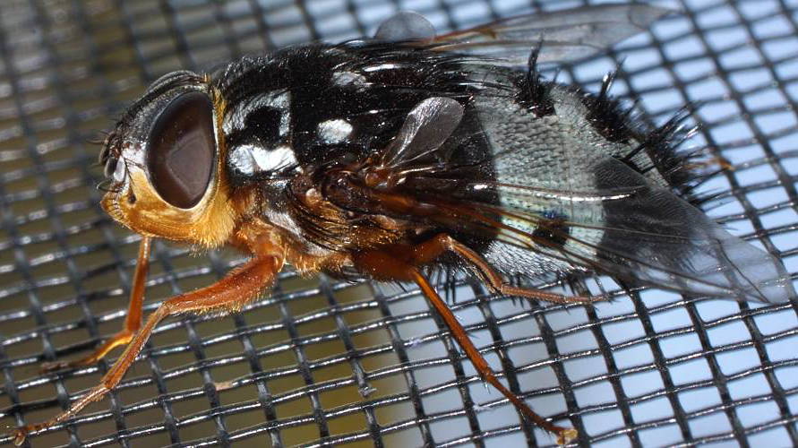 Black & White Giant Fly (Formosia speciosa)