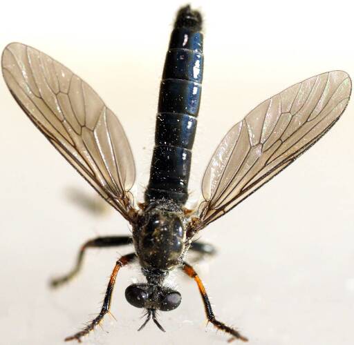 Blue-porcelain Robber Fly (Dasypogoninae sp)