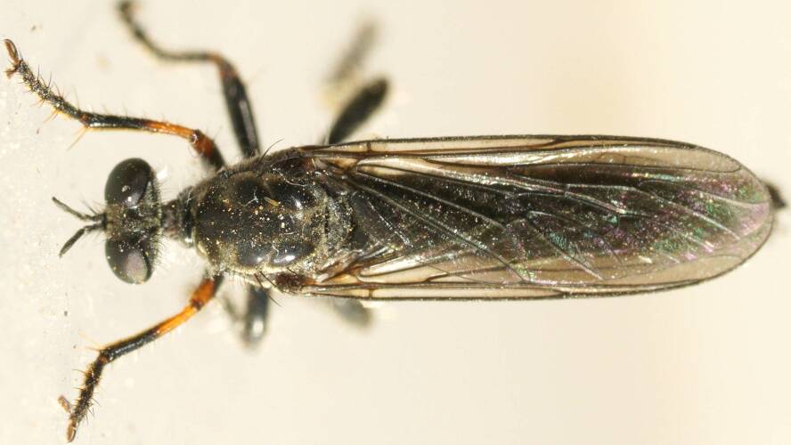 Blue-porcelain Robber Fly (Dasypogoninae sp)