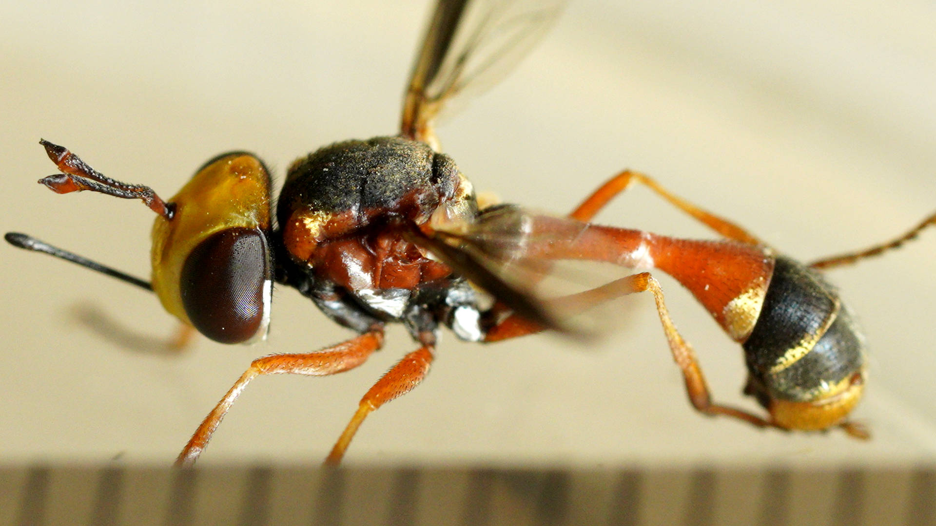 Ocelliless Thick-headed Fly (Physocephala australiana)