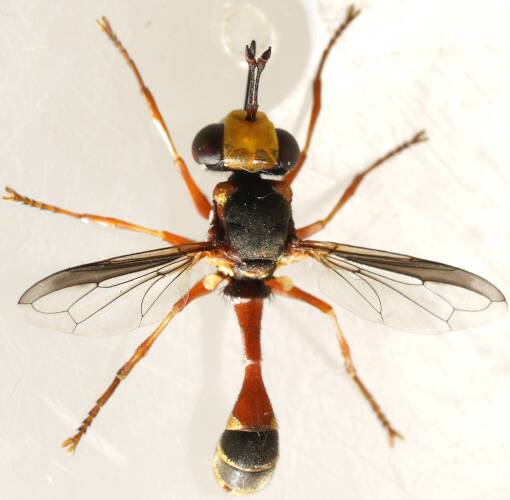 Ocelliless Thick-headed Fly (Physocephala australiana)